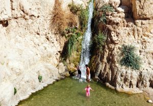 שמורת עין גדי: נחל דוד ונחל ערוגות